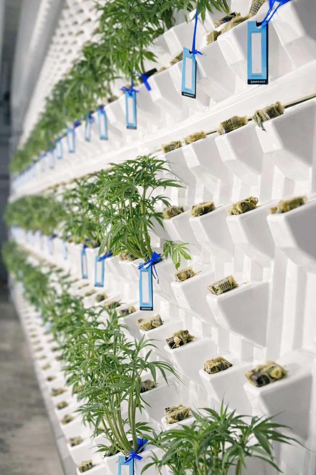 Baby Blue Dream plants in an aeroponic system
