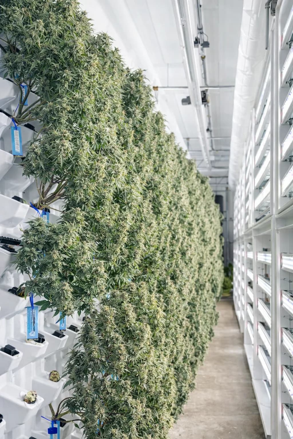 Wall of bud — Hyperion