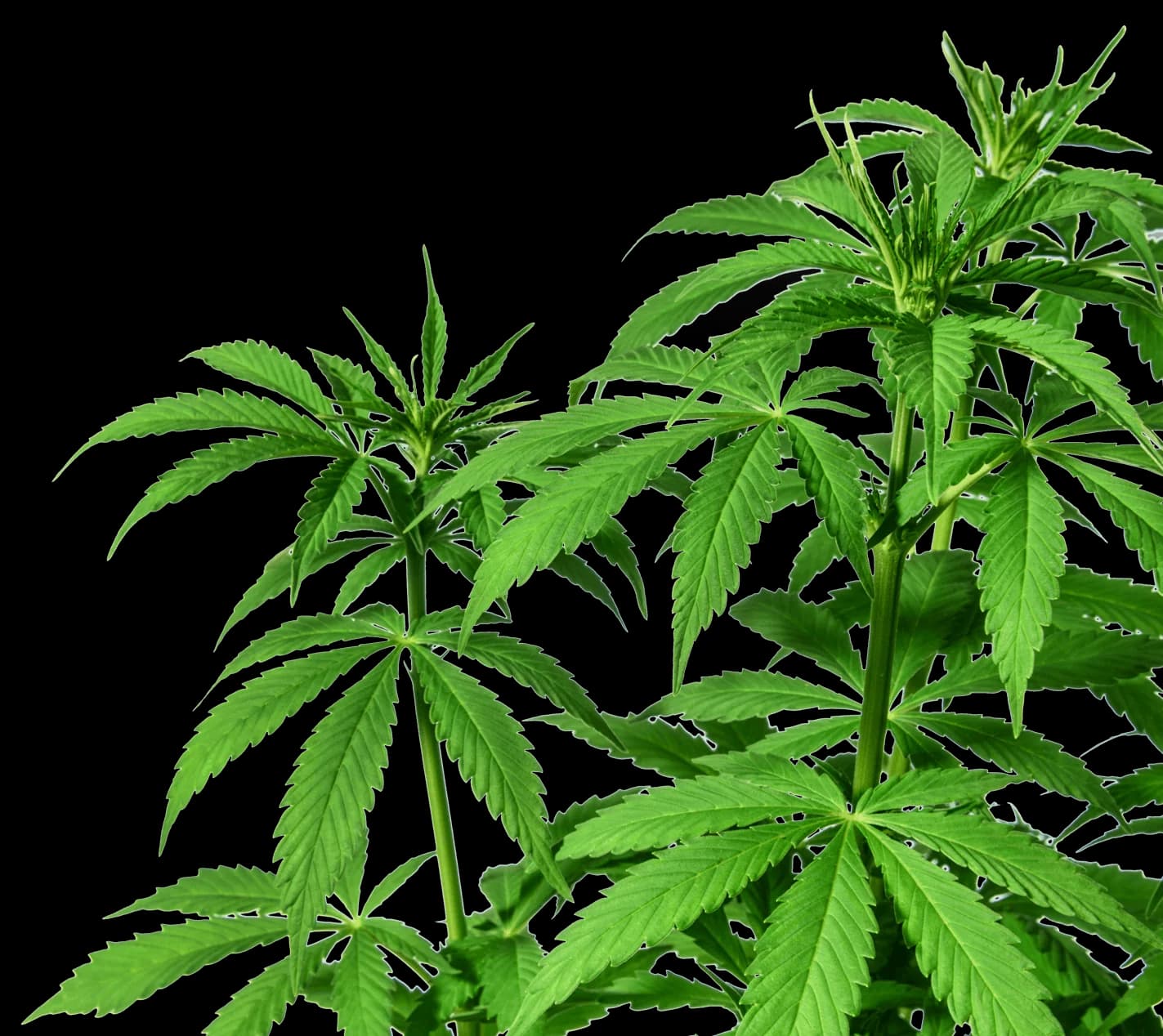 Premium aeroponic cannabis plant