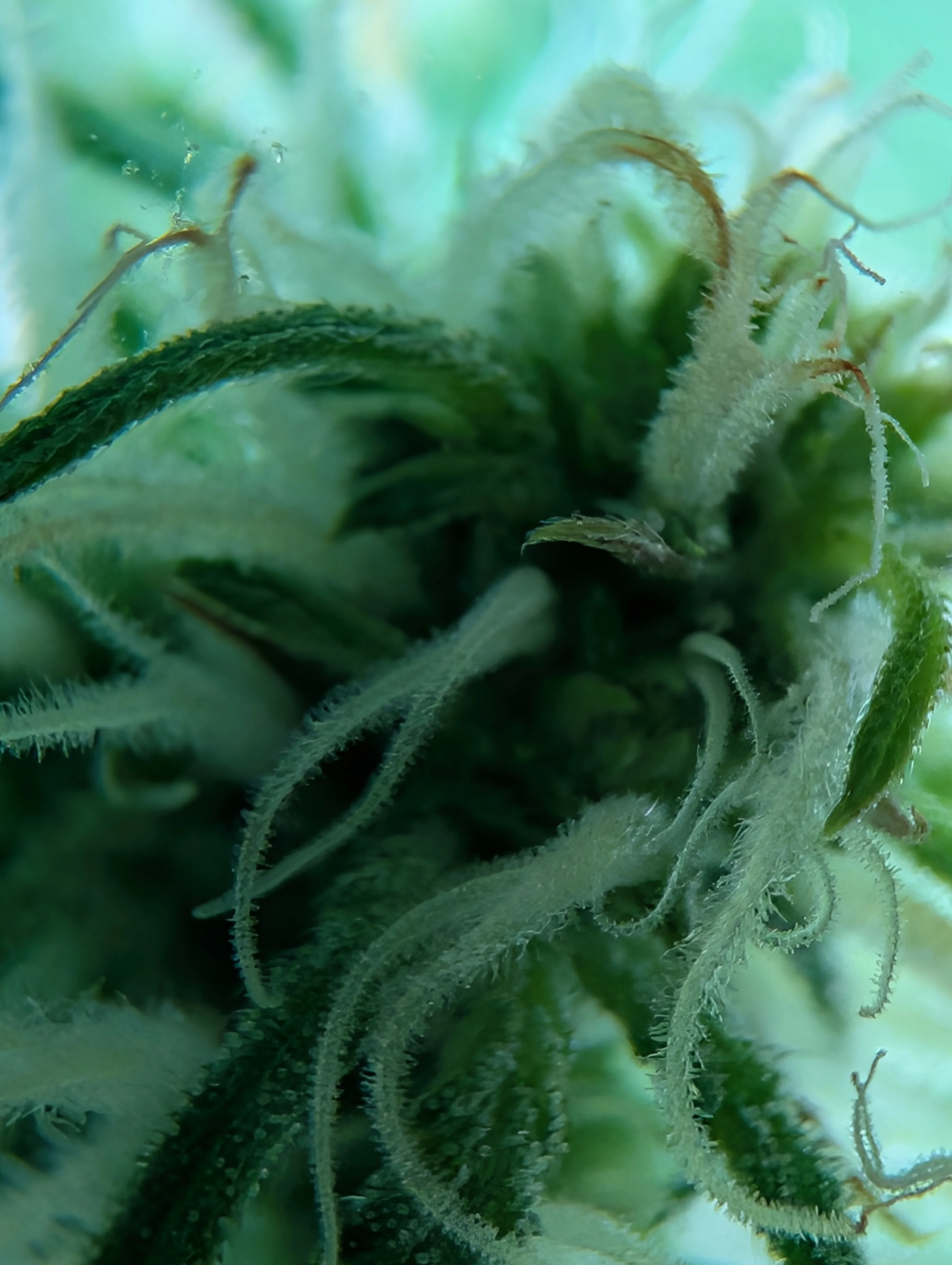Blue Dream