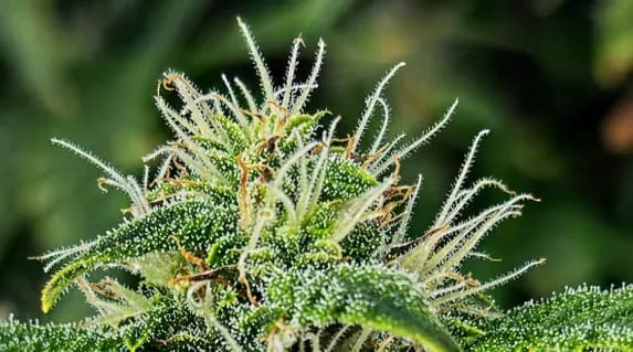 Blue Dream