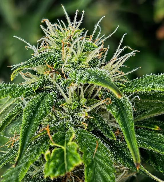 Blue Dream
