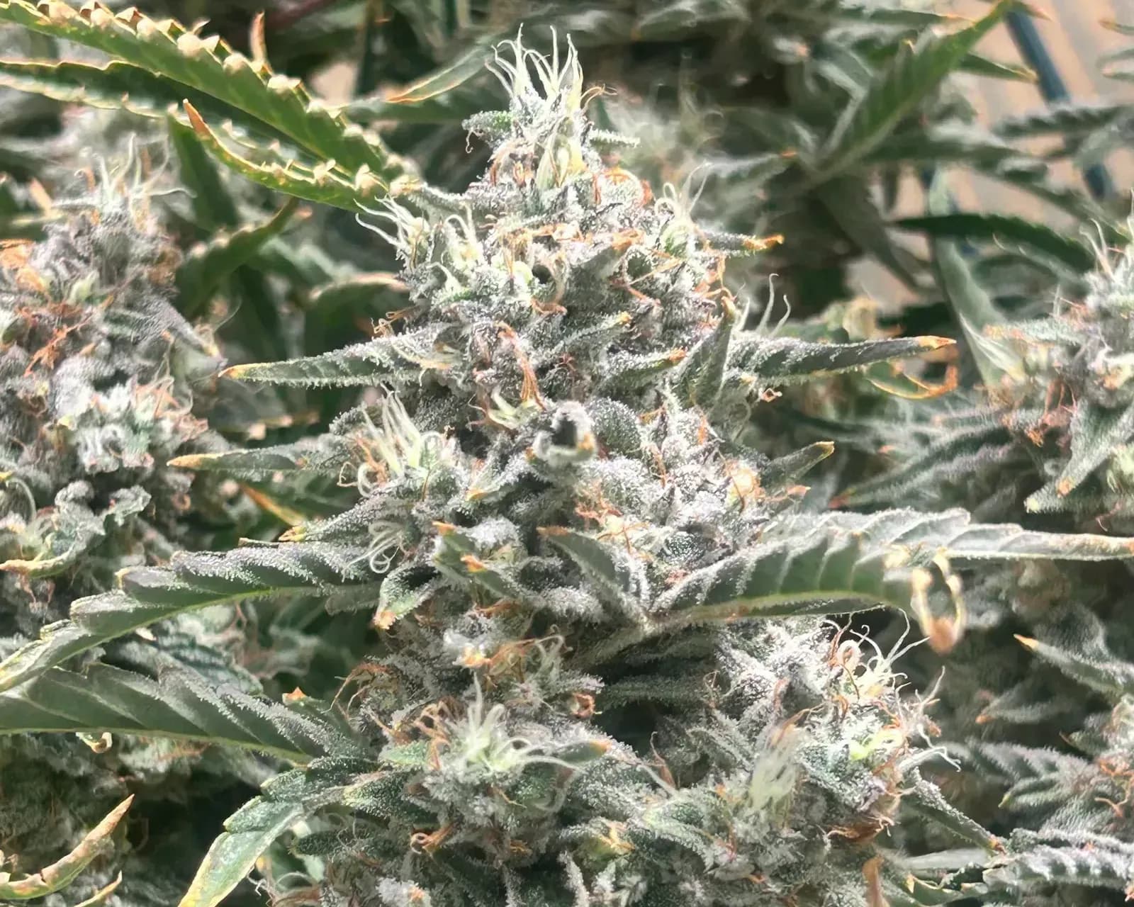 Cherry Kush