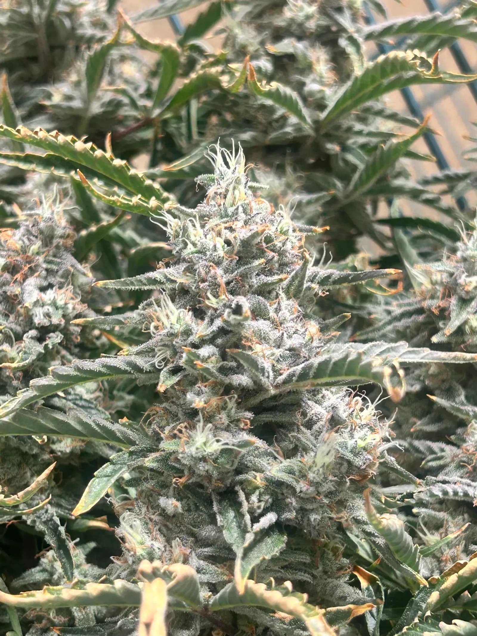 Cherry Kush