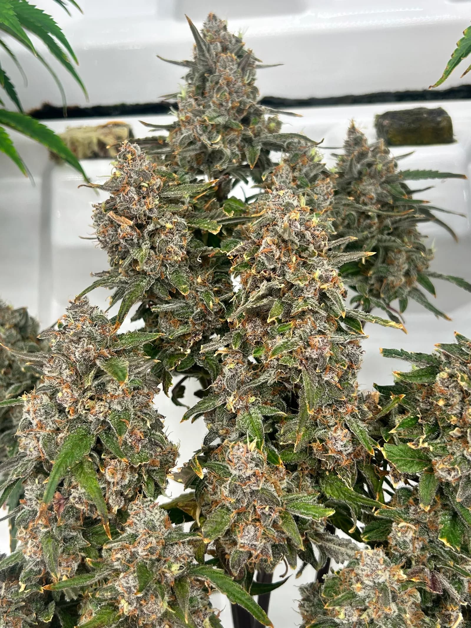Purple Lemonade